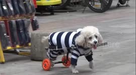 Dog-owner gives disabled pet new feet in China