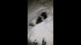 Tobey's first snow. Tobey like's the snow.