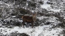 Film following red deer stag herd through snow in Scotland 12/01/2017