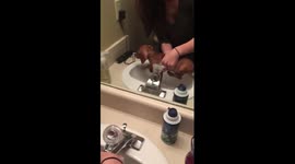 Sausage Dog Penny Swims!