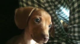 Baby dachshund Penny