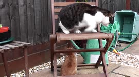 Fully Grown Cat Troubled and Scared by Little Charismatic Rabbit!