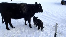 Wild Boar vs Raging Cow