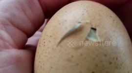 Baby chick chirps inside egg
