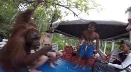 Indonesia Day #11 - B!#&H SLAPPED BY AN ORANGUTAN!!!