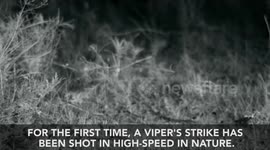 High-speed video captures rattlesnake striking a kangaroo rat