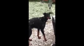 Dog experiences snow in the UK for the first time