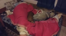 Two dogs, a cat and a man on the bed