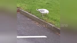 Newsflare Edit - Raving seagull