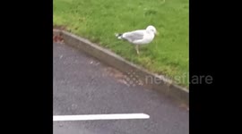 Newsflare Edit - Seagull goes raving
