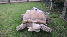 Tortoise fitted with wheels after developing arthritis
