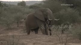 On the road with the Elephant Ignite Expedition: Collaring Africa’s giants