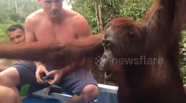 Orangutan slaps tourist on the face to get trick