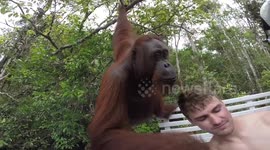 Orangutan slaps tourist in the face to get treat