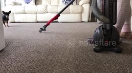 When Chihuahua Carpet-Sharks Attack!