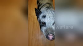 Newsflare Edit - Polkadot the potbelly pig - spoon fed spoiled.