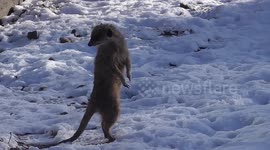 Meerkats In The English Snow
