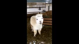Pregnant alpaca acts like a total diva