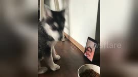 Husky puppy 'Face Times' with owner for the first time