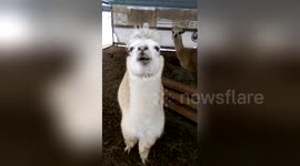 Very angry alpaca