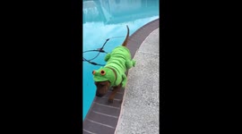 Waldo the Frog