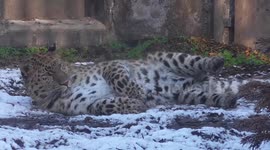 Leopards in UK snow