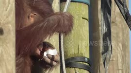 UK zoo orangutans eat snow