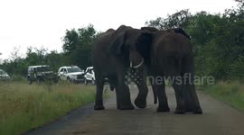 Dramatic wild elephant fight