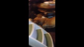 Waldo and his siblings playing