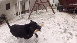 Puppy playing in the snow