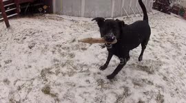 Puppy playing in the snow with her stick