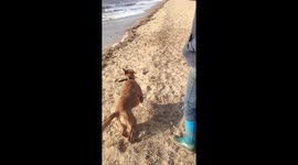 Labrador sea leap