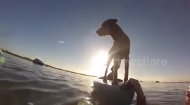 Clumsy dog tries to balance on kayak and falls