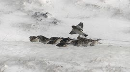 Snow Buntings in extreme weather with slow motion flight (inc backwards)