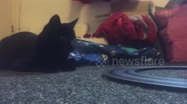 Cat chasing scalextric