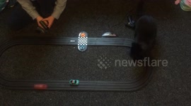 Cat chasing scalexric 2