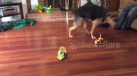 Puppy meets remote control car
