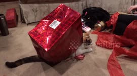 Kitten emerges from gift bag to play with wrapping paper