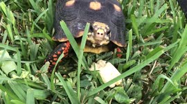 Cute tortoise eats banana