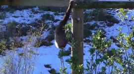 Energetic gibbons playing in the snow at UK zoo