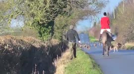 shocking moment a pack of hunting dogs were captured savaging a fox to death