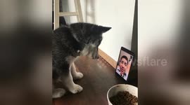 Husky puppy facetimes with owner for the first time