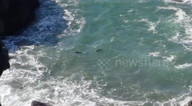Family of seals playing in the surf