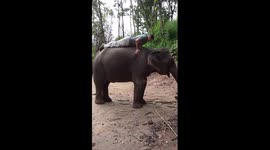 Man does press-ups on elephant for PTSD Awareness