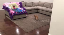 An extremely excited, possibly 'possessed', chihuahua