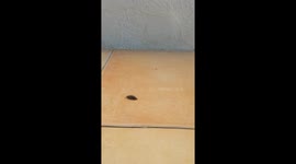 Pugandcat : Pug and bug