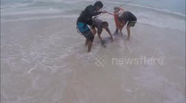 Heartwarming moment kiteboarders rescue stranded dolphin in Gulf of Mexico