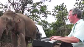 'Dangerous' elephant relaxes by listening to piano music