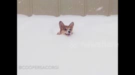 Adorable corgi struggles in the snow