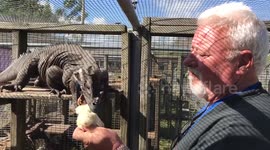 Newsflare Edit - Hand-feeding a Rhino Iguana can be dangerous